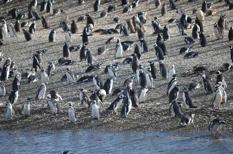 Колония пингвинов на Галапагосских островах